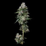 DNA GENETICS Kosher Kush Feminized Seeds | 3 pack