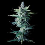DNA GENETICS Gelato Sorbet Feminized Seeds | 3 pack