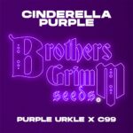 BROTHERS GRIMM Purple Cinderella Seeds | 9 pack